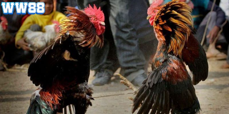 Sơ lược thông tin giới thiệu về loại hình đá gà C2 